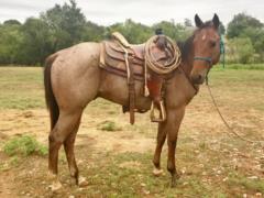 Whiskey Up Cowboy JW<br>AQHA 5661456